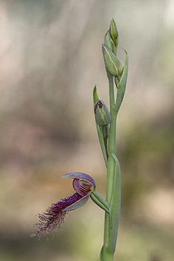 Bearded OrchidPhotography by John Organ